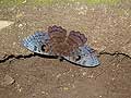 Schmetterling Erebus macrops