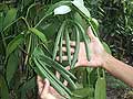 Vanilla cultivation