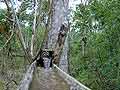 Bamboo water pipe in Apui - Alor