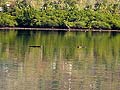 Crocodile in the Kalabahi Bay