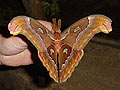 Nachtfalter Attacus suparmani