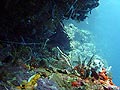 Cave Point