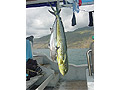 Dolphinfish and Dogtooth Tuna