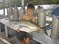 Giant Trevally