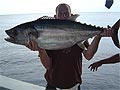 Dogtooth Tuna