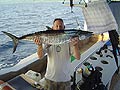 Spanish Mackerel