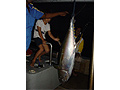 Yellowfin Tuna