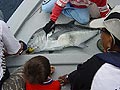 Giant Trevally