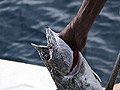 Spanish Mackerel