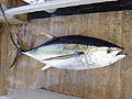 Yellowfin Tuna