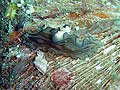 Pseudobiceros gratus