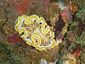 Glossodoris curentus