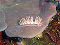 Flabellina rubrolineata