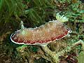 Chromodoris reticulata