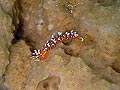 Flabellina exoptata