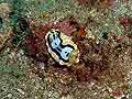 Chromodoris michaeli