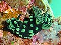 Nembrotha cristata