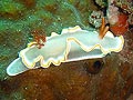 Glossodoris averni