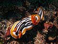 Chromodoris magnifa