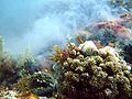 Korallenblte